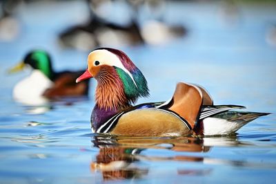 Close-up of duck swimming in lake