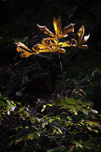 Close-up of plants