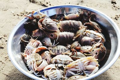 High angle view of seashells