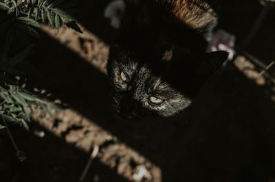 High angle view of cat looking away while standing on field