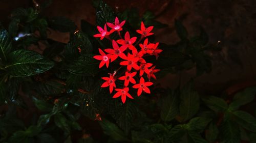 Close-up of red flowers