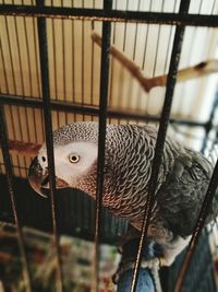 Close-up of african grey parrot in cage