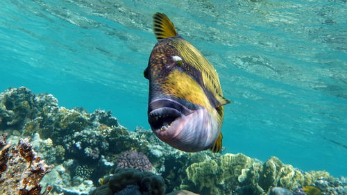 Titan triggerfish bluefin balistod or titan triggerfish.