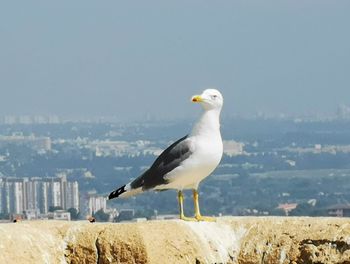 Seagull perching on a city