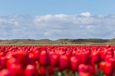 Red tulips in field against cloudy sky