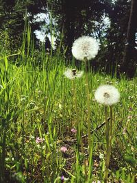 Close-up of white flowering plants on field