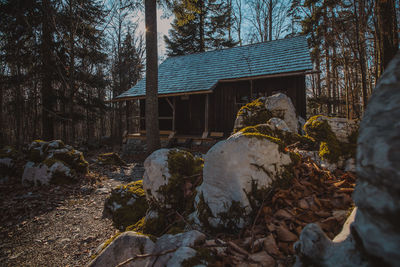 Plants growing on rock by building in forest