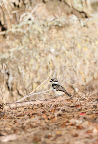 Baby killdeer charadrius vociferus chick along the edge of a pond in naples, florida