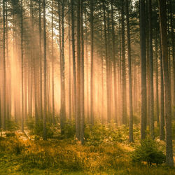 A beautiful pine tree forest scenery during spring in northern europe. tall pine trees.