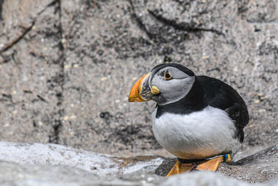 Close-up of a bird