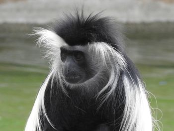 Close-up portrait of a monkey