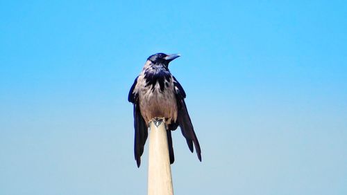 Low angle view of bird perching on wood against sky
