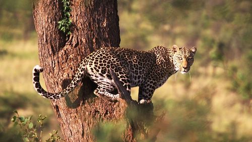 Side view portrait of leopard standing on tree trunk