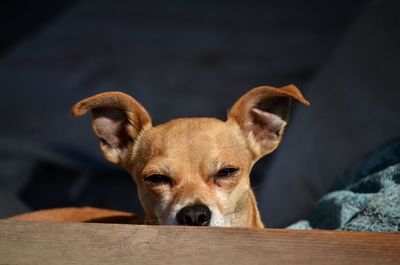 Close-up portrait of a dog