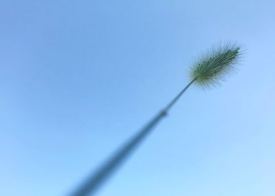 Low angle view of dandelion against blue sky