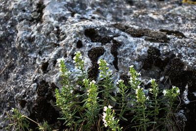 Close-up of moss on rock