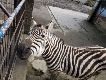 High angle view of zebra in zoo