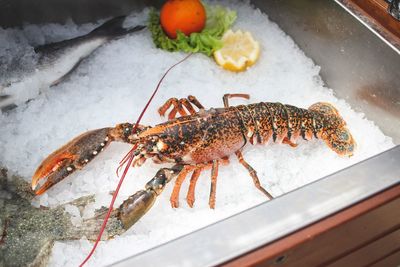 Close-up of fish on ice cream