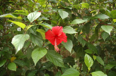 Close-up of red flowers