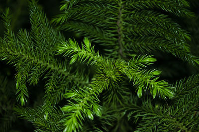 Selective focus on green norfolk pine plant's leaves.	