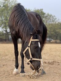 Horse standing on field