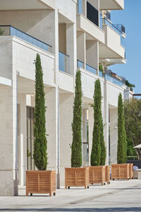 Tall cypress trees in wooden pots decorate the facade of a modern building in europe