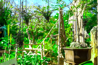 Close-up of bamboo plants in yard