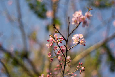  wild himalayan cherry with color is pink in the phu lom lo tourist attraction loei province thailand