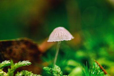 Close-up of mushroom growing on field