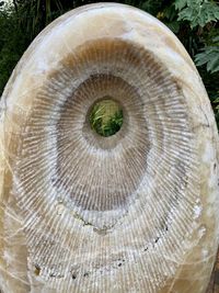 Close-up of shell on tree