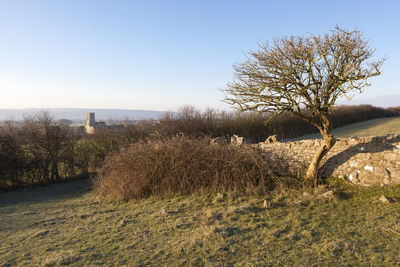 Bare trees on field against clear sky