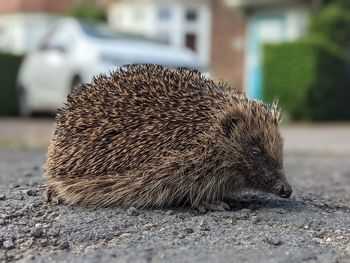 Mr hedgehog