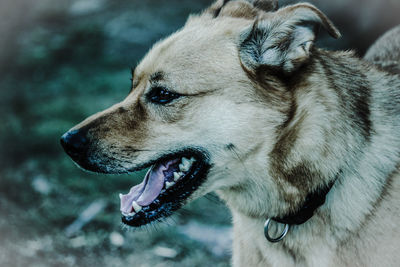 Close-up of dog