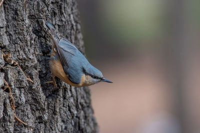 Close-up of bird perching on tree