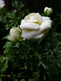 Close-up of wet flower