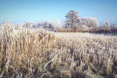 Scenic view of field against clear sky