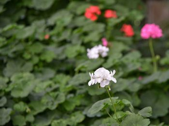Close-up of white flowering plant