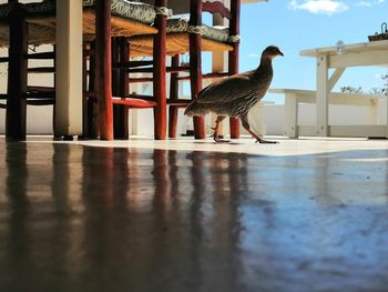 View of bird perching on wood