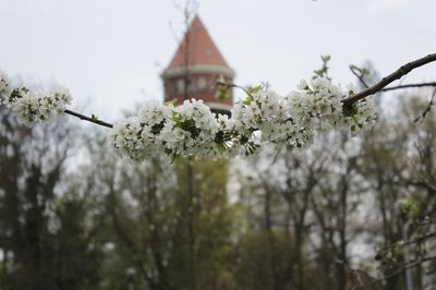 Low angle view of cherry blossoms