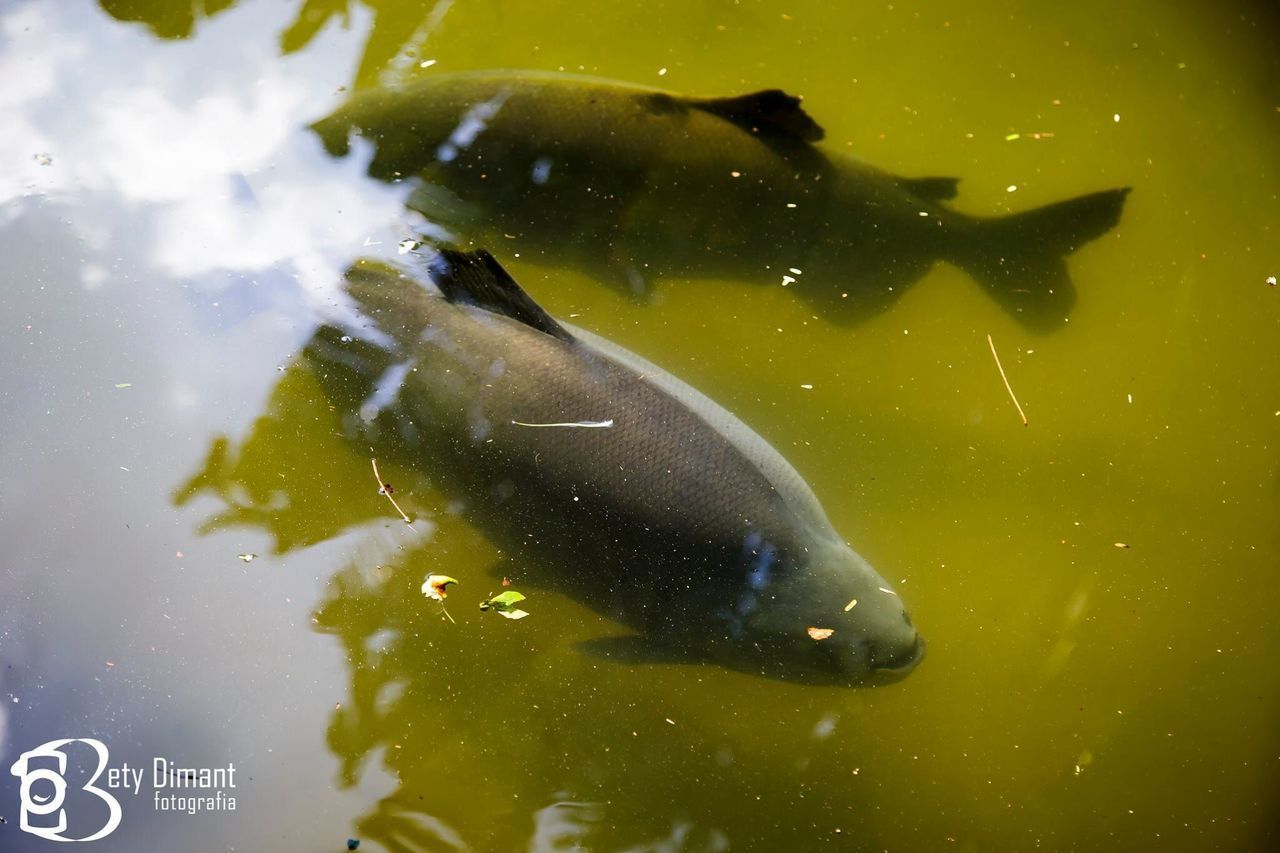 FISH SWIMMING IN SEA