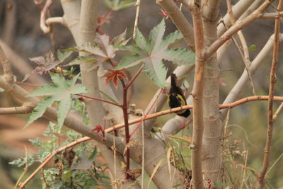 Close-up of tree branch