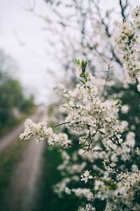 Close-up of apple blossoms in spring