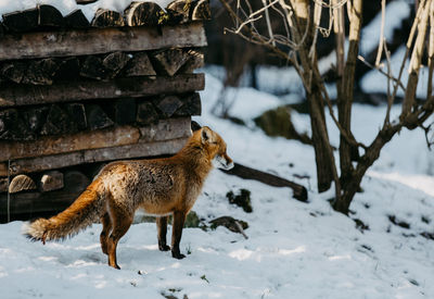Red fox standing on snow covered field
