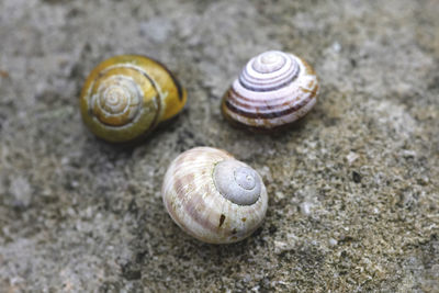 Close-up of snail on sand