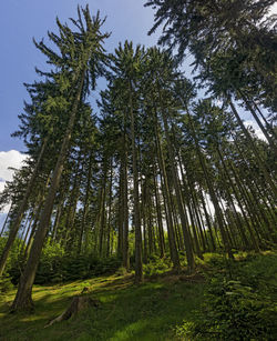 Low angle view of bamboo trees