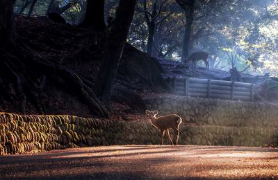 Deer standing on road