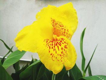 Close-up of yellow flower blooming outdoors