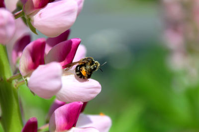 Close-up of bee pollinating on pink flower