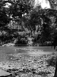 Scenic view of lake against trees