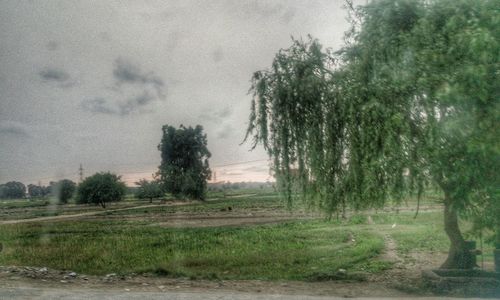 Trees on field against sky